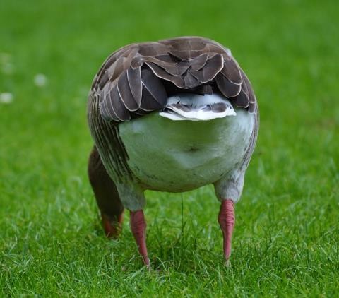 肛門丸見えの鳥